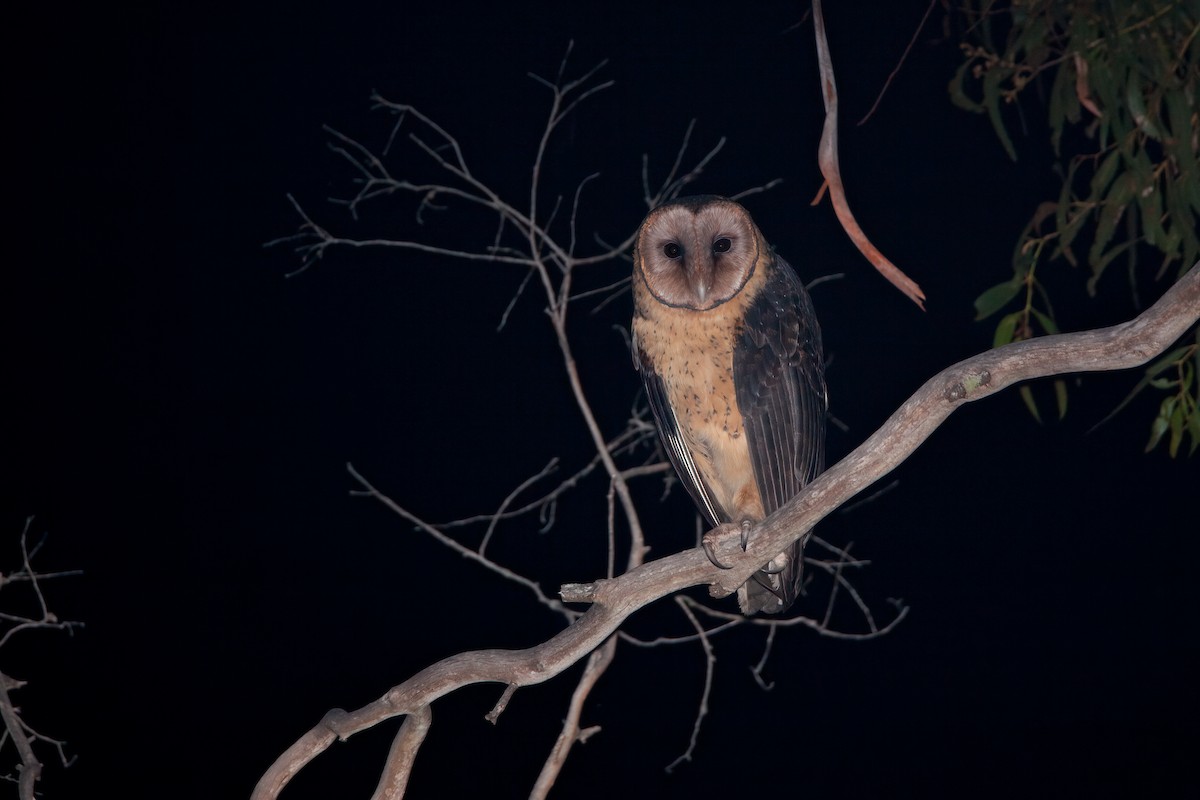 Australian Masked-Owl - ML617866457