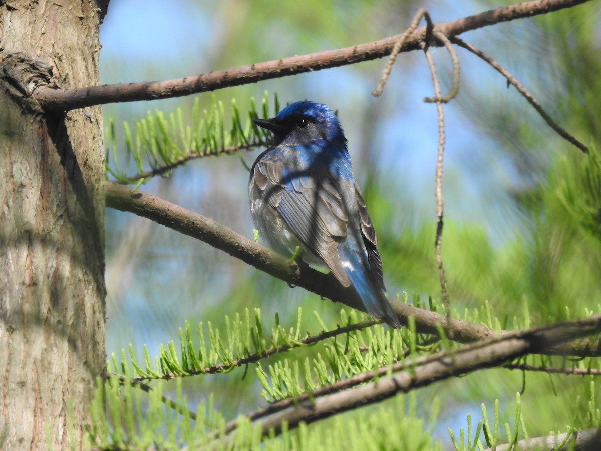 Blue-and-white Flycatcher - ML617866467