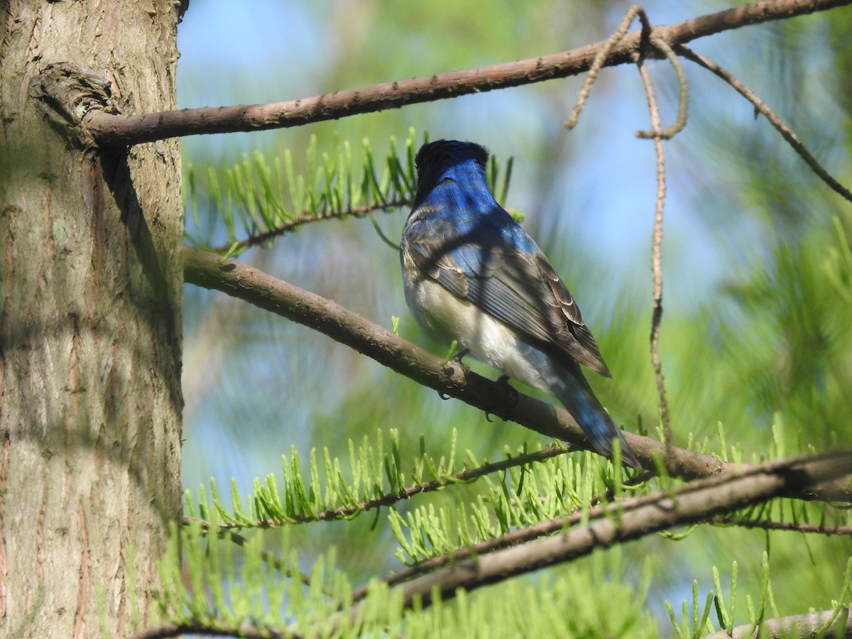 Blue-and-white Flycatcher - ML617866469