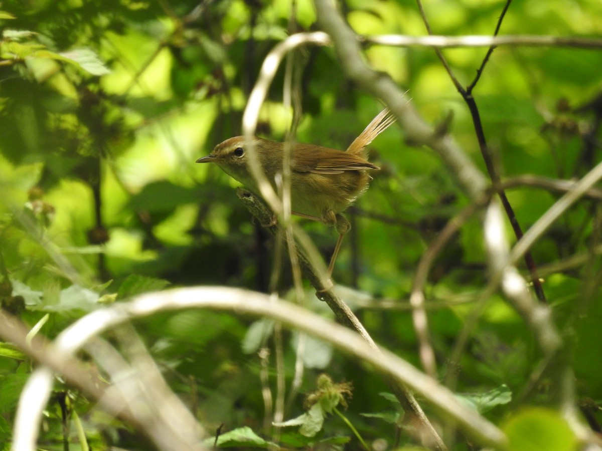 Brownish-flanked Bush Warbler - Wenyi Zhou