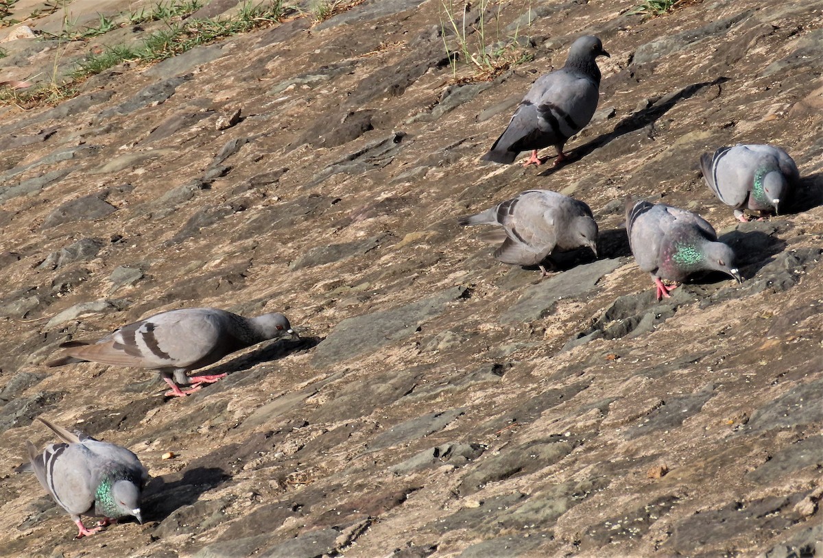 Rock Pigeon (Feral Pigeon) - ML617866487
