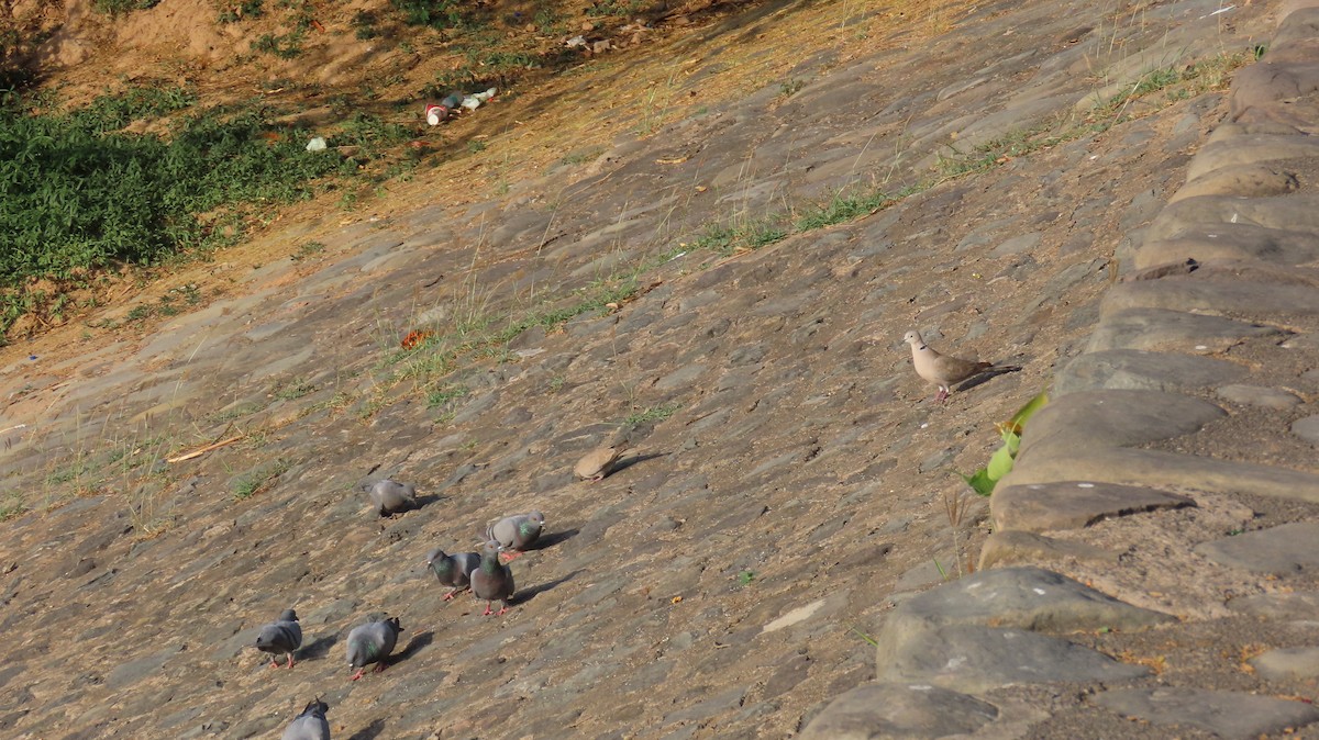 Rock Pigeon (Feral Pigeon) - Sunita Dighe