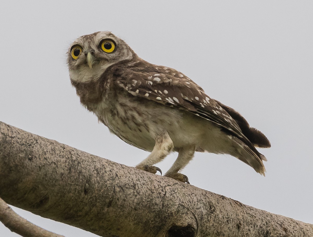 Spotted Owlet - ML617866489