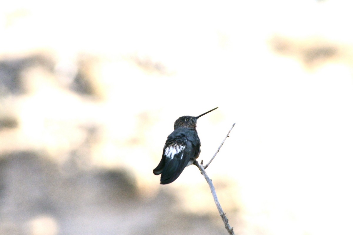 Giant Hummingbird - Tricia Gifford