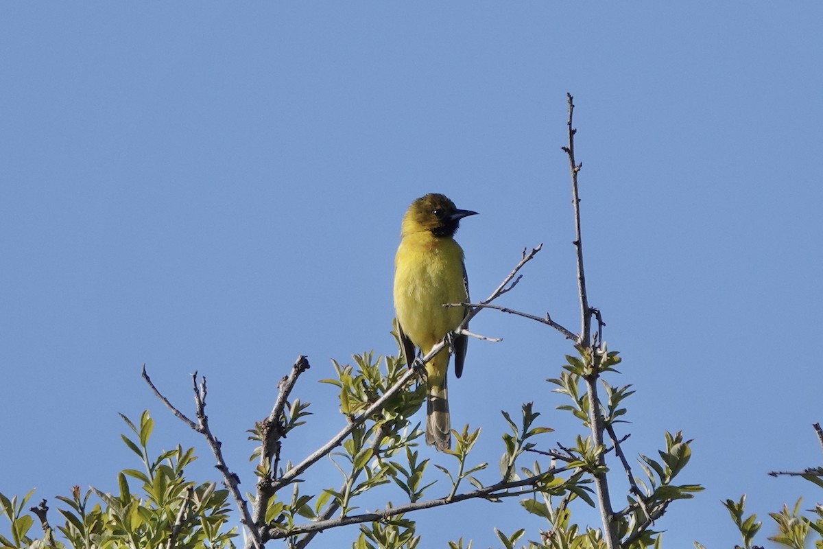 Orchard Oriole - ML617866580