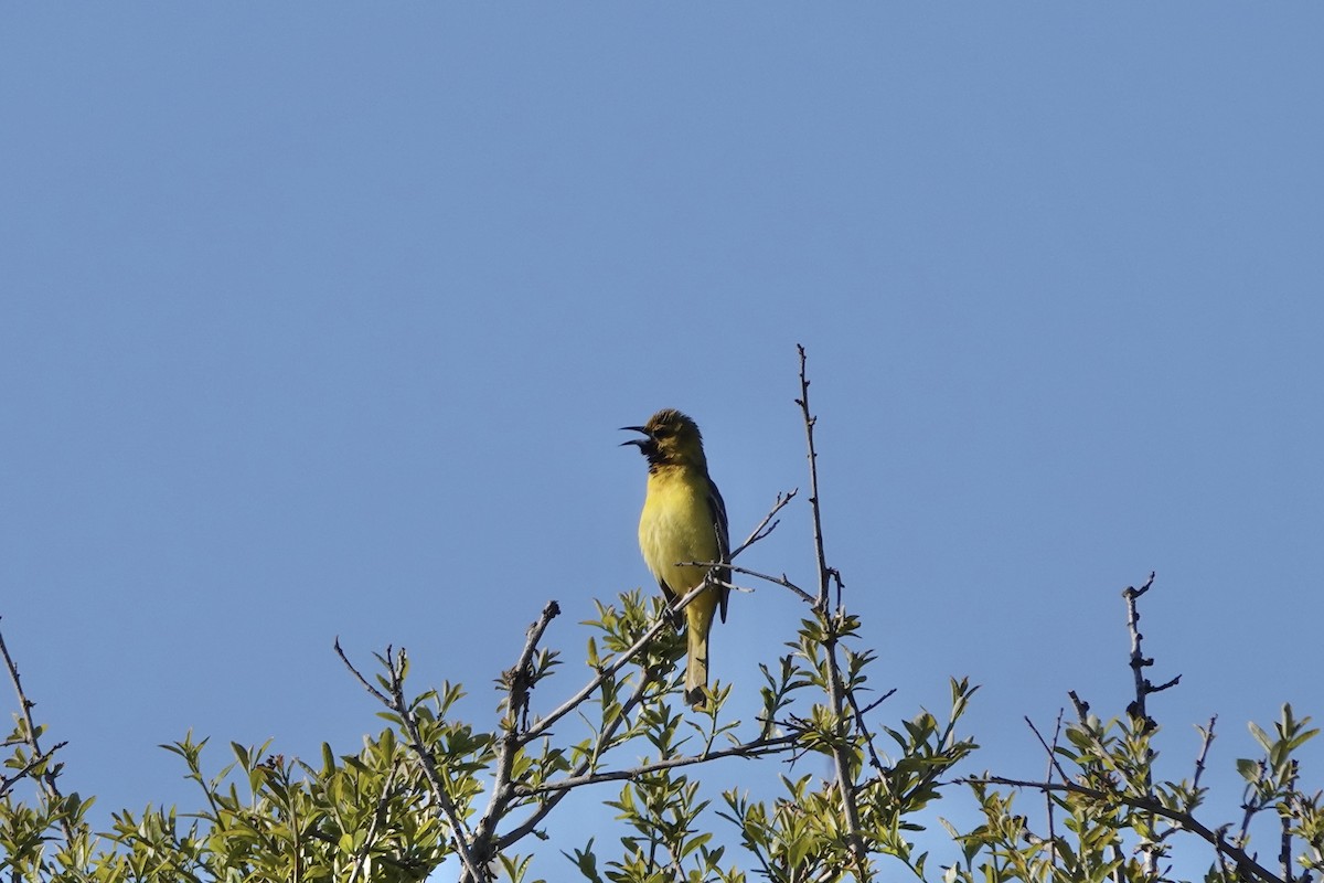 Orchard Oriole - ML617866581