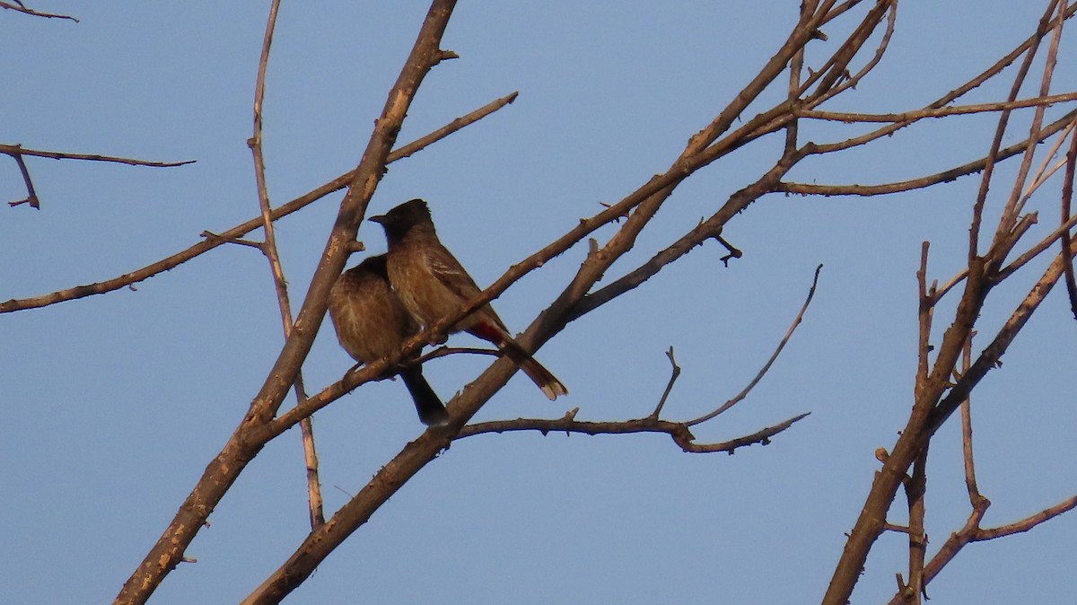Red-vented Bulbul - ML617866588