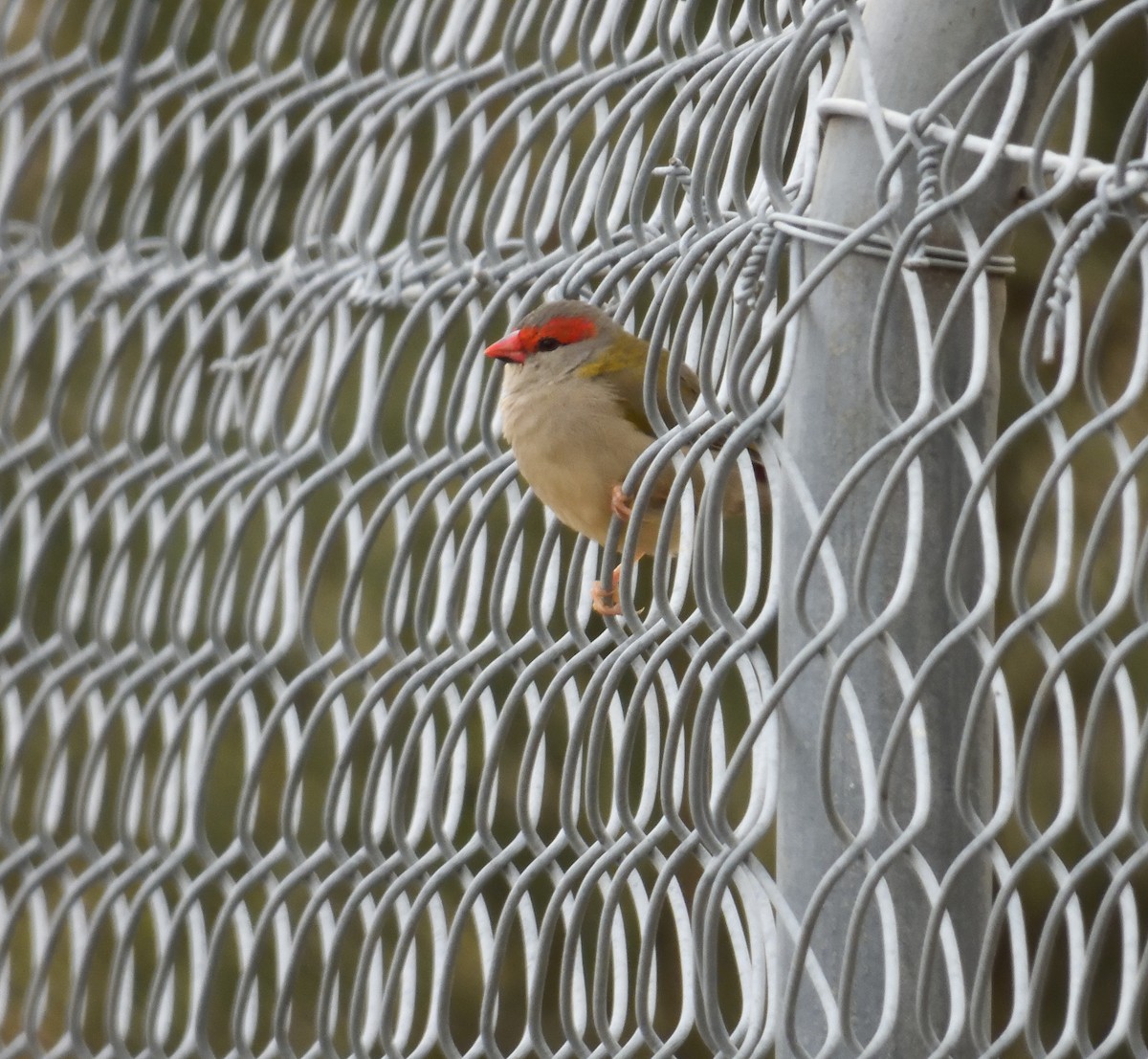 Red-browed Firetail - ML617866600