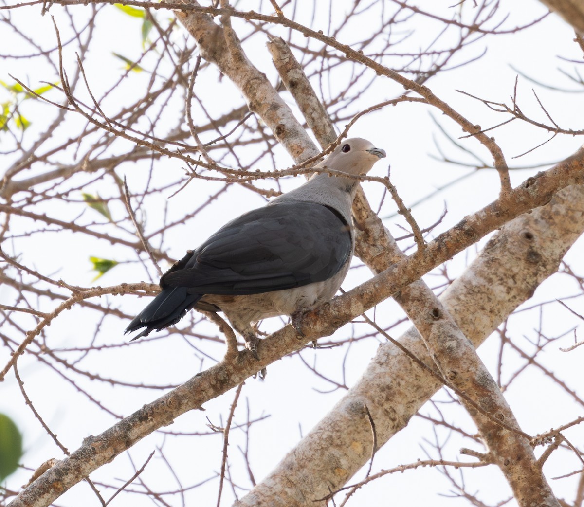 Gray Imperial-Pigeon - ML617866621