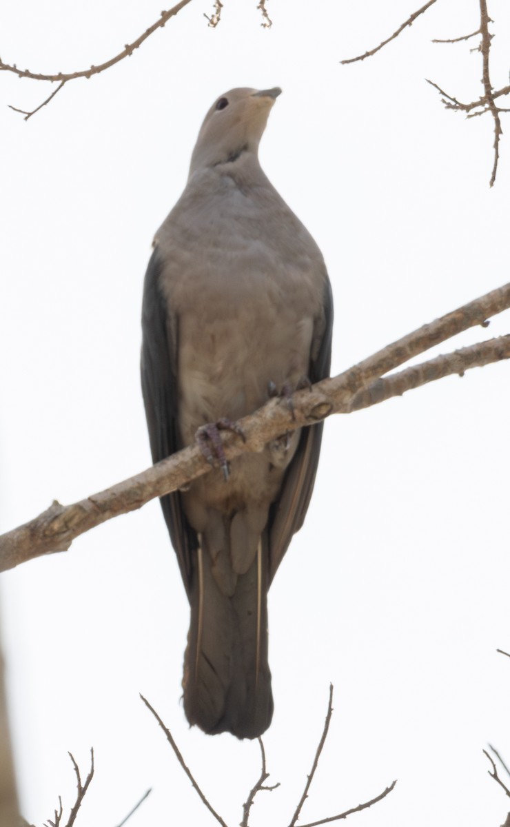 Gray Imperial-Pigeon - ML617866625