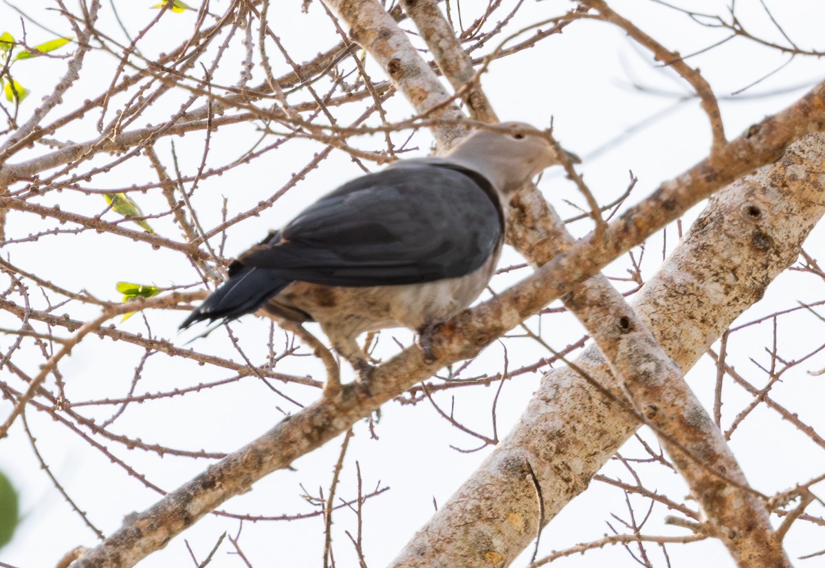 Gray Imperial-Pigeon - ML617866626