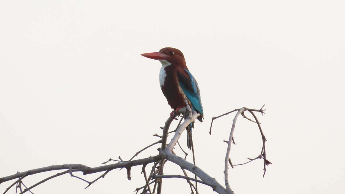 White-throated Kingfisher - Sunita Dighe