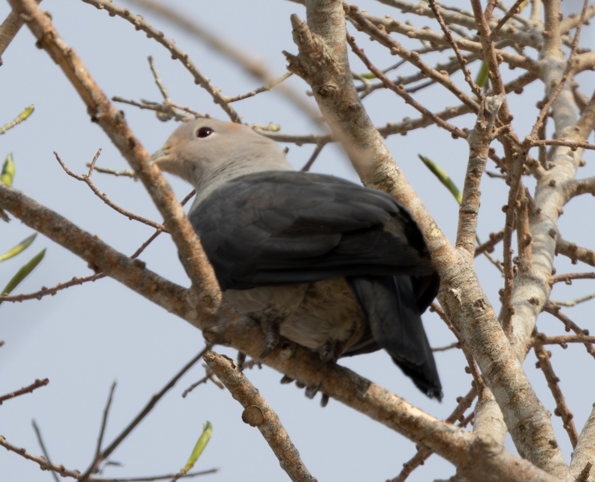 Gray Imperial-Pigeon - ML617866639
