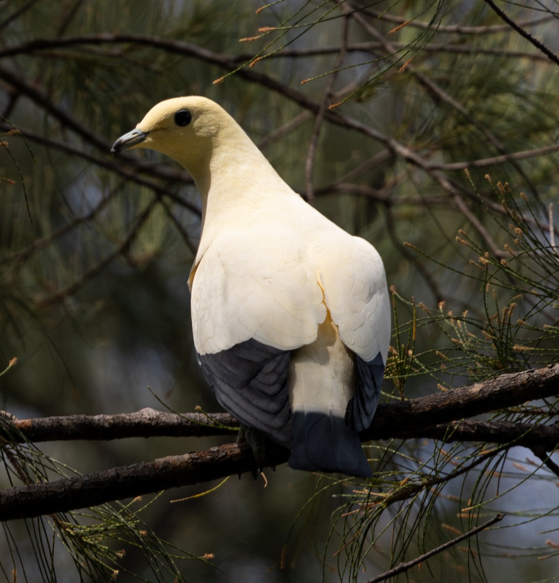 Pied Imperial-Pigeon - ML617866650