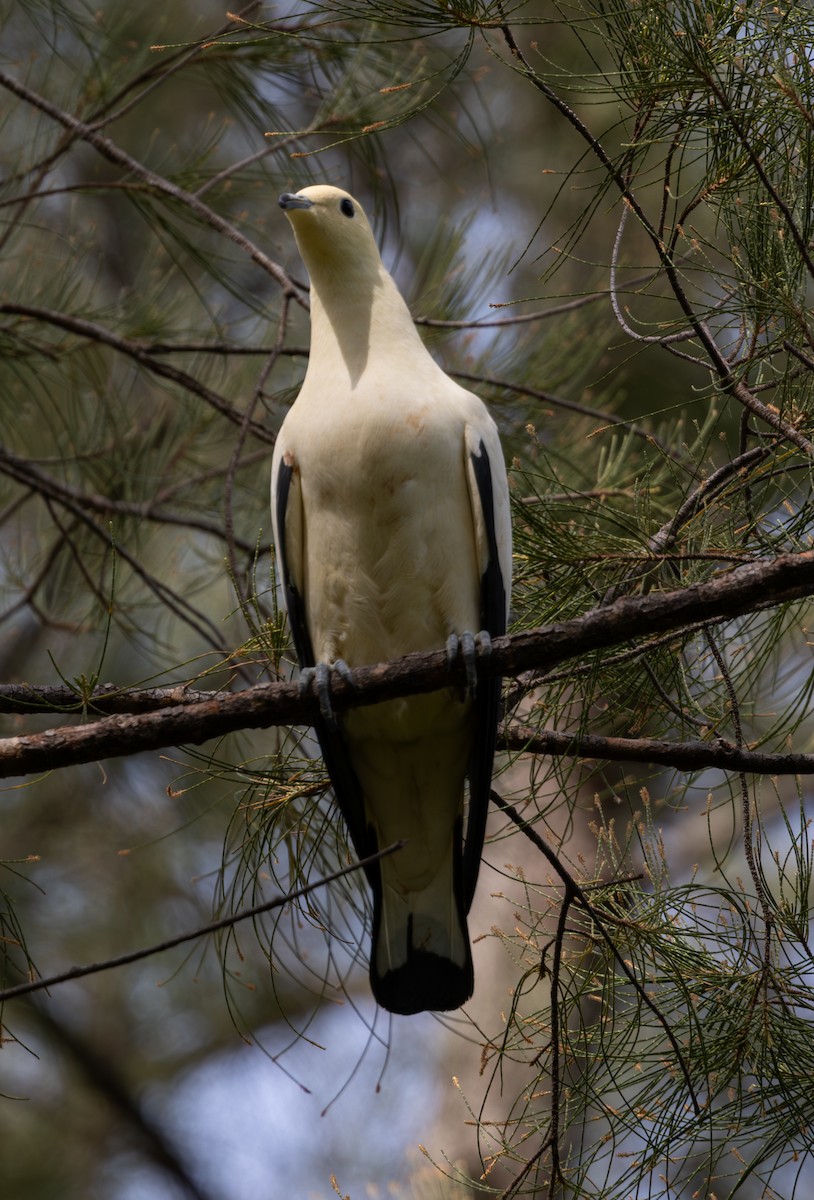 Pied Imperial-Pigeon - ML617866653