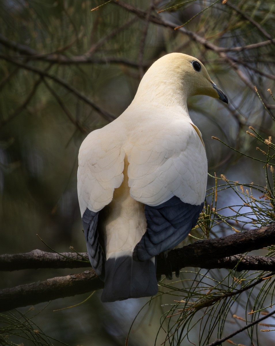 Pied Imperial-Pigeon - ML617866664