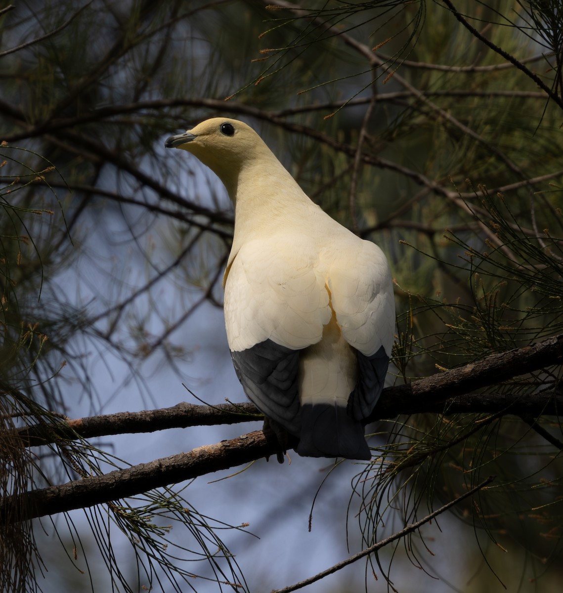Pied Imperial-Pigeon - ML617866667