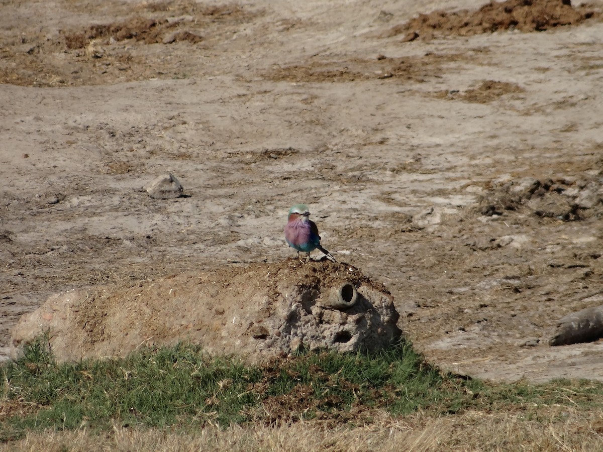 Lilac-breasted Roller - ML617866681