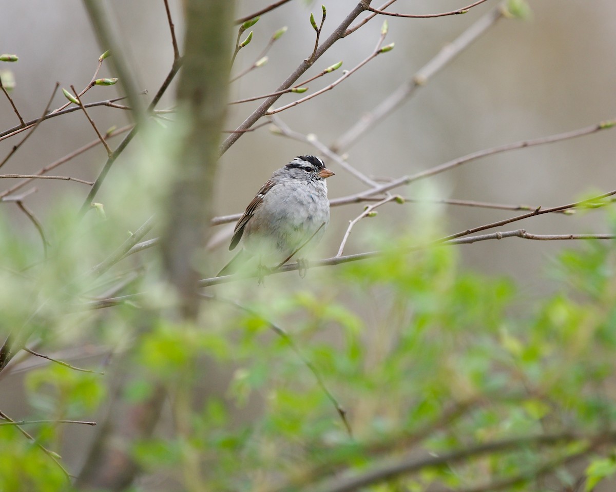 White-crowned Sparrow - ML617866696