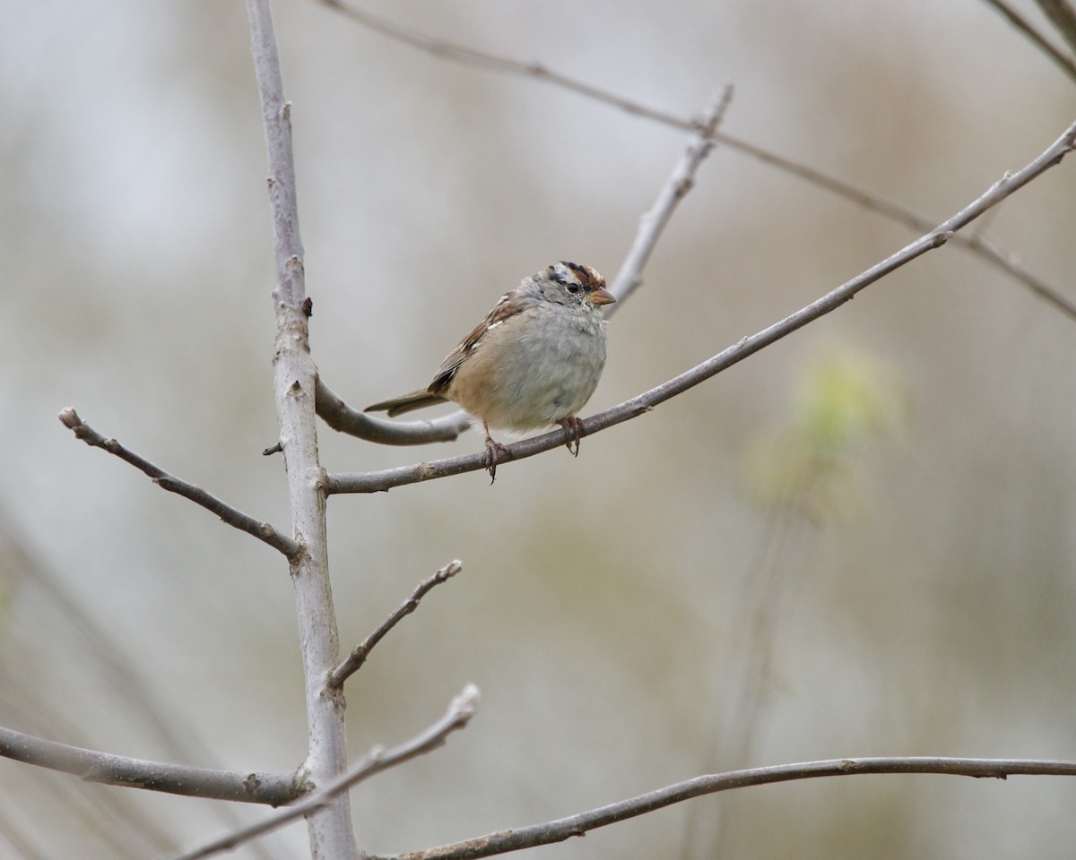 White-crowned Sparrow - ML617866697