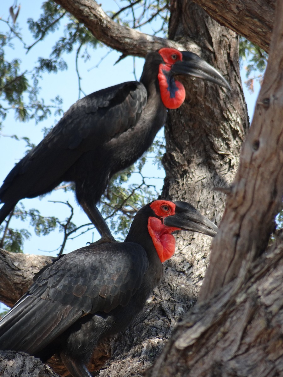 Southern Ground-Hornbill - Miguel Angel Benedicto