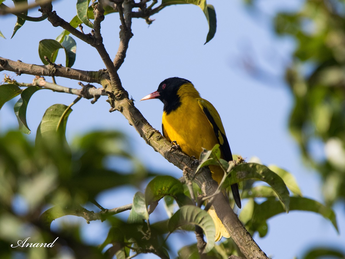 Black-hooded Oriole - Anand Singh