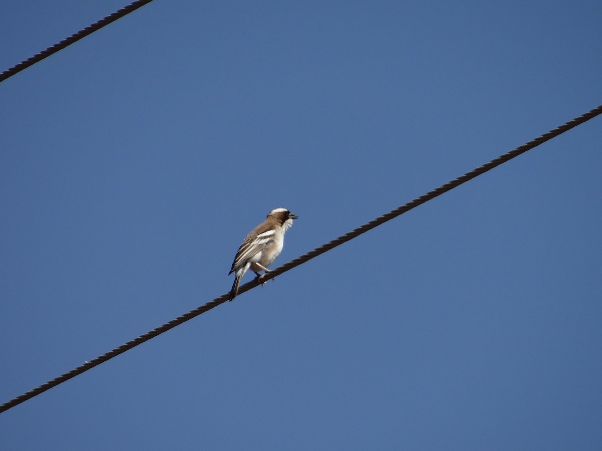 White-browed Sparrow-Weaver - Miguel Angel Benedicto