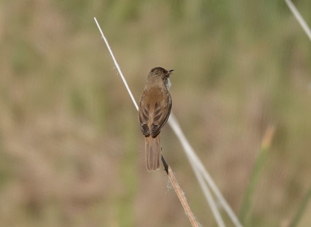 Common Reed Warbler - ML617866924