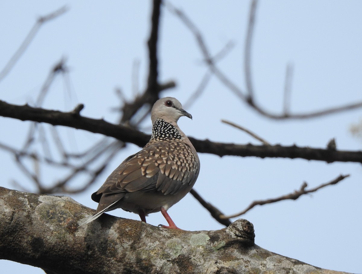 Spotted Dove - ML617866975