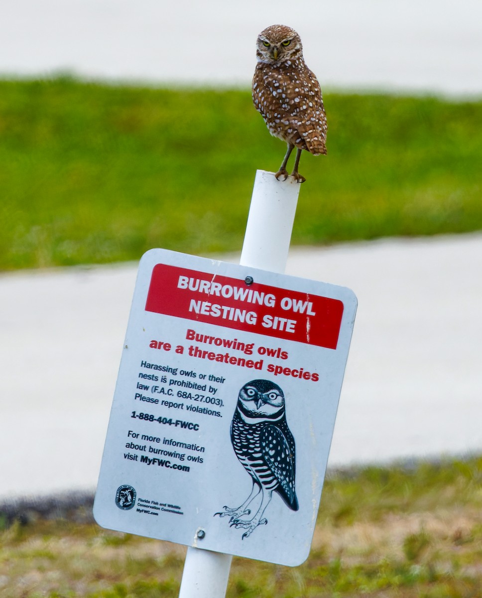 Burrowing Owl - Kip Miller