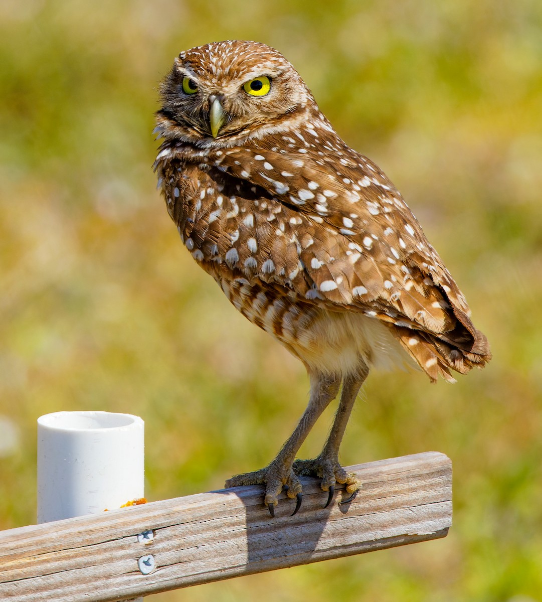 Burrowing Owl - ML617866980