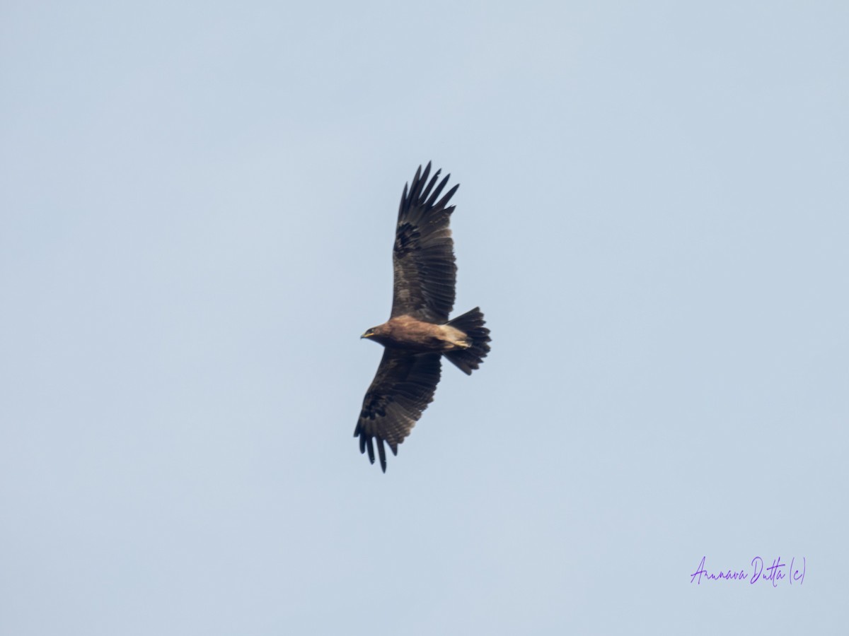 Indian Spotted Eagle - ML617866981