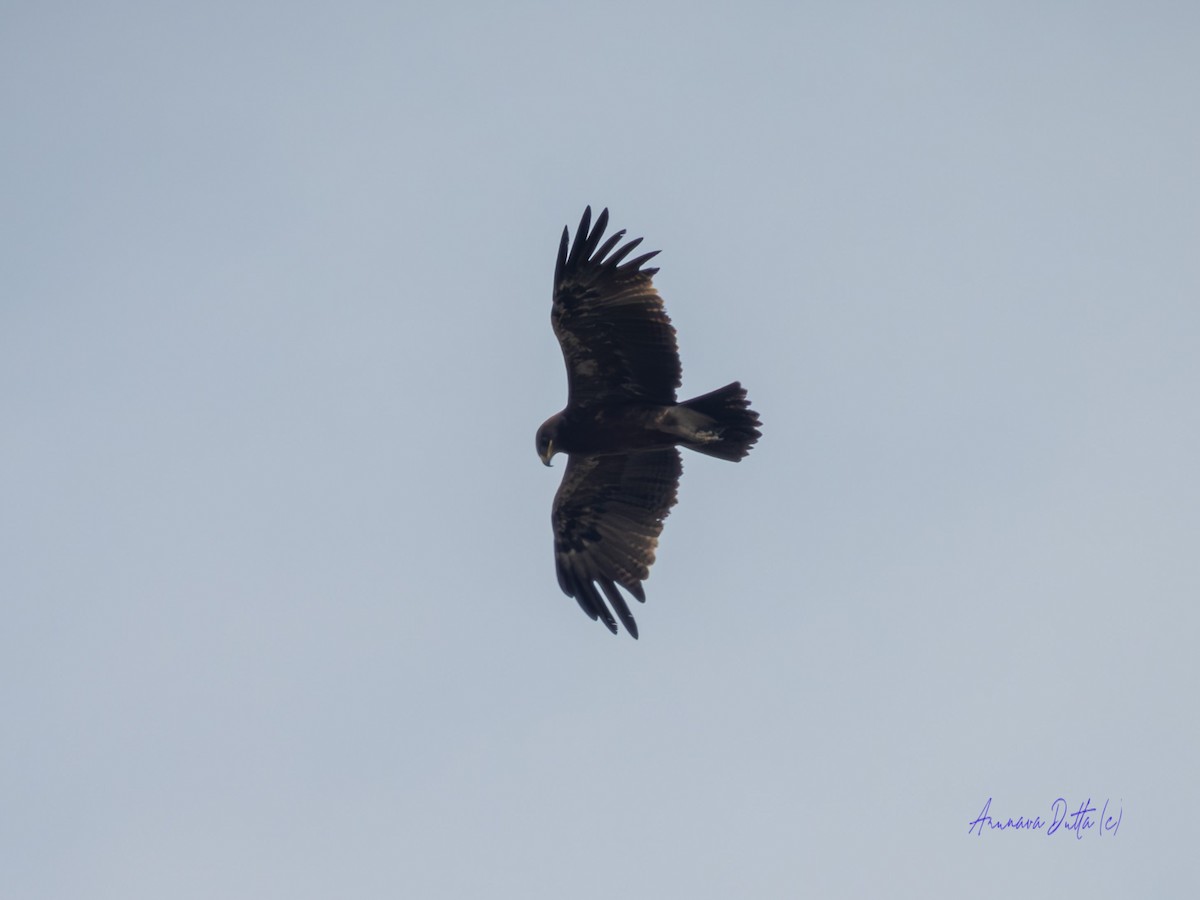 Indian Spotted Eagle - Arunava Dutta