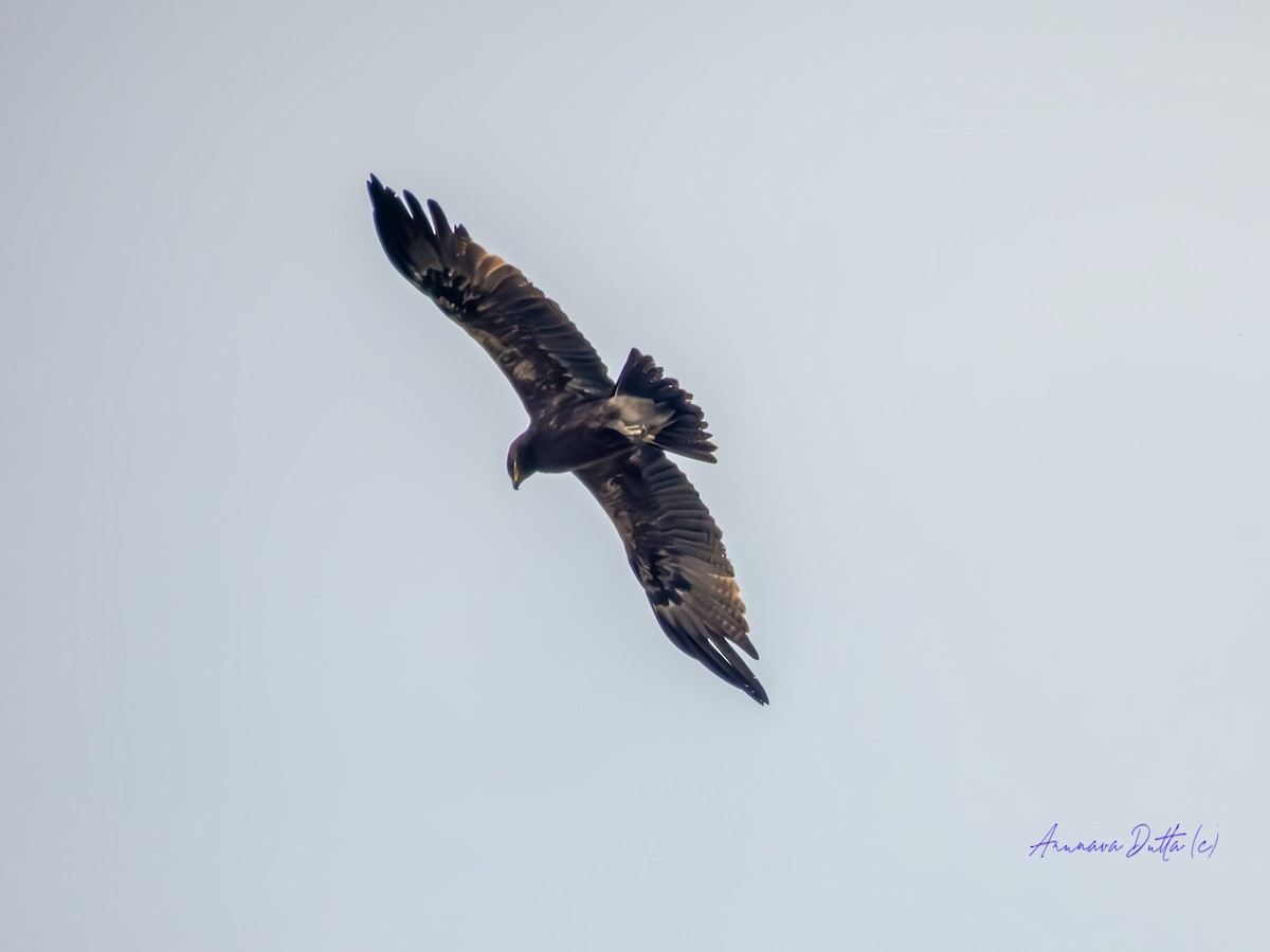 Indian Spotted Eagle - ML617866983