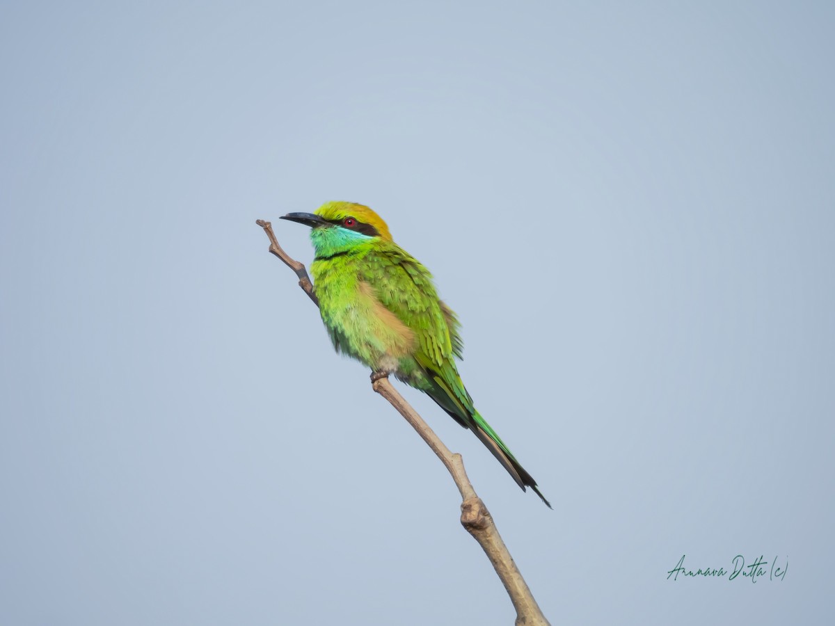 Asian Green Bee-eater - ML617866986