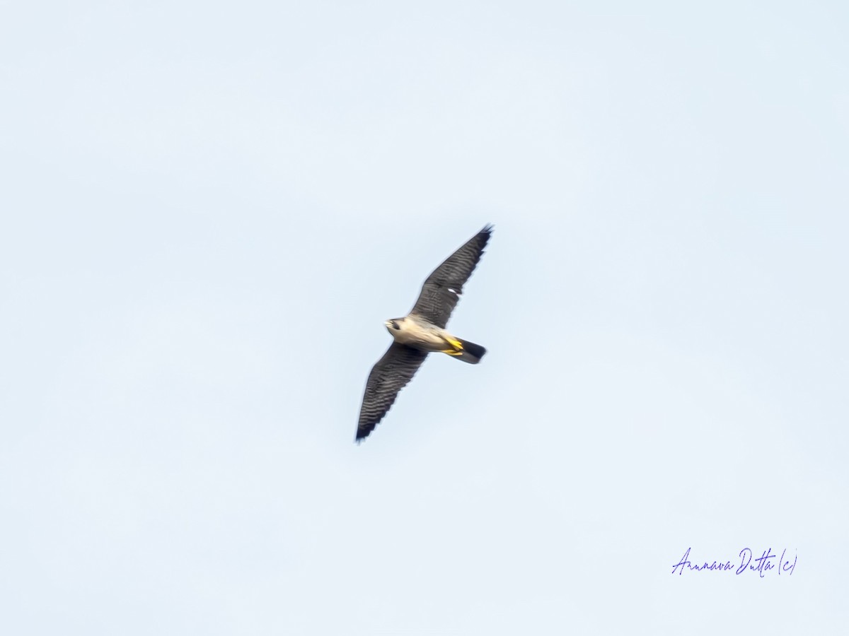 Peregrine Falcon - Arunava Dutta
