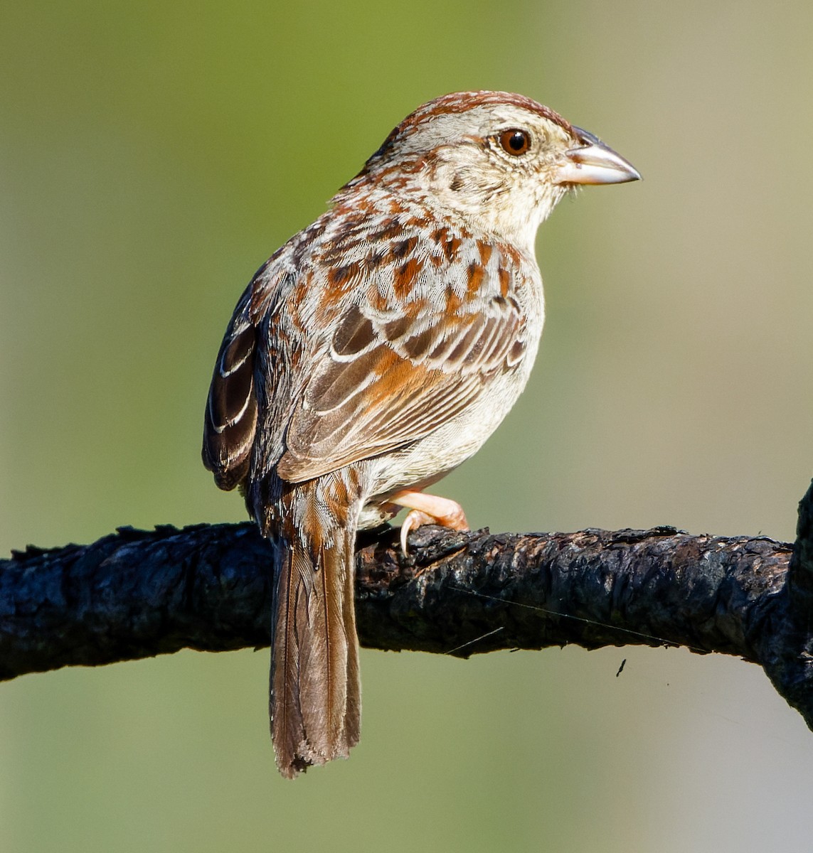 Bachman's Sparrow - ML617866998