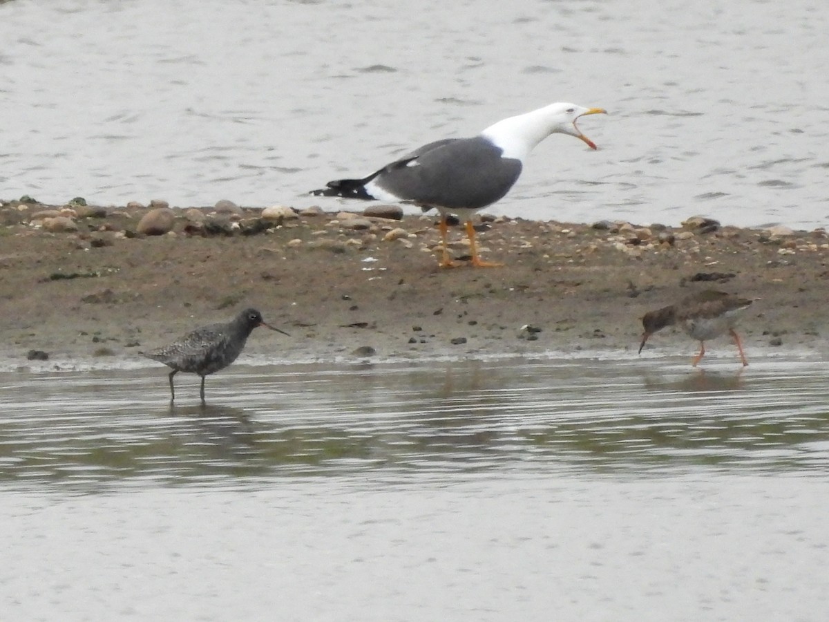 Spotted Redshank - ML617867016
