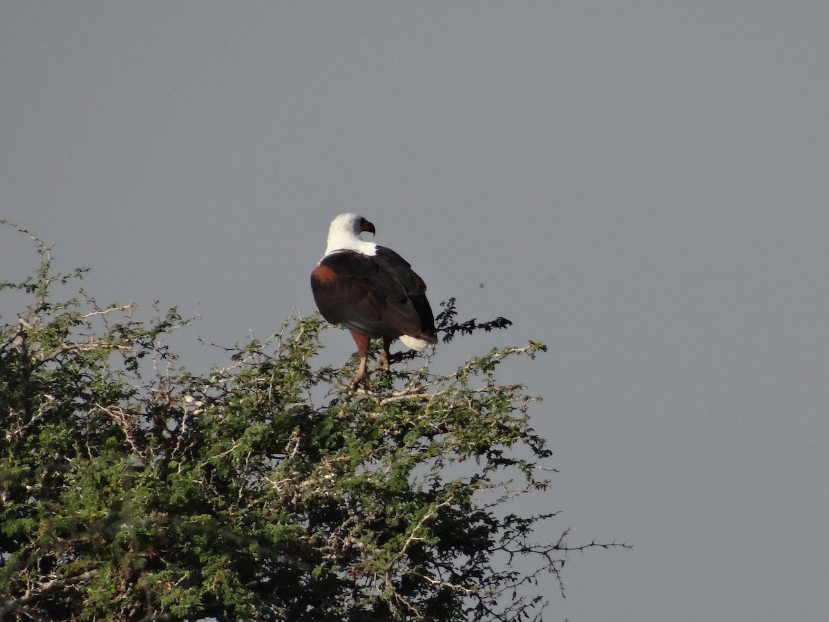 African Fish-Eagle - ML617867052