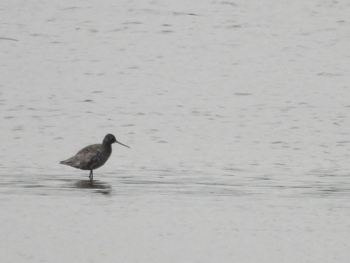 Spotted Redshank - ML617867055