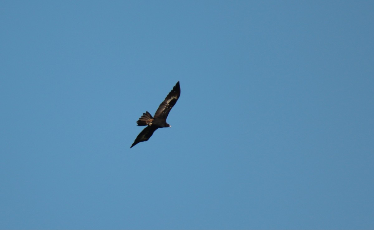 Wedge-tailed Eagle - ML617867058