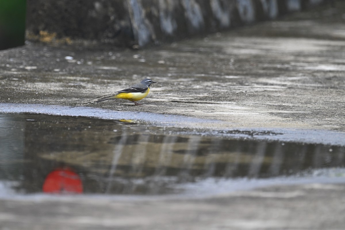 Gray Wagtail - Ting-Wei (廷維) HUNG (洪)