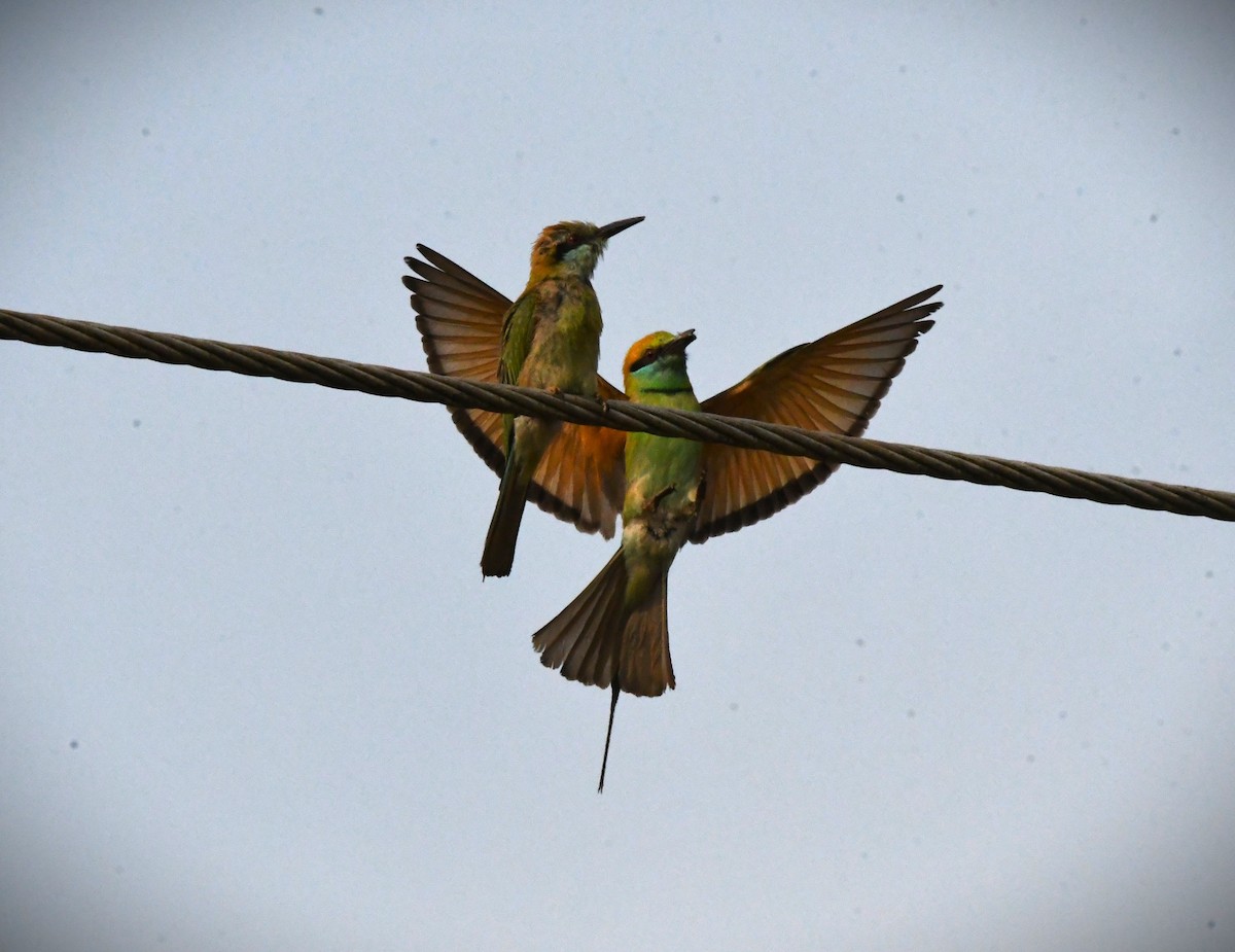 Asian Green Bee-eater - ML617867133