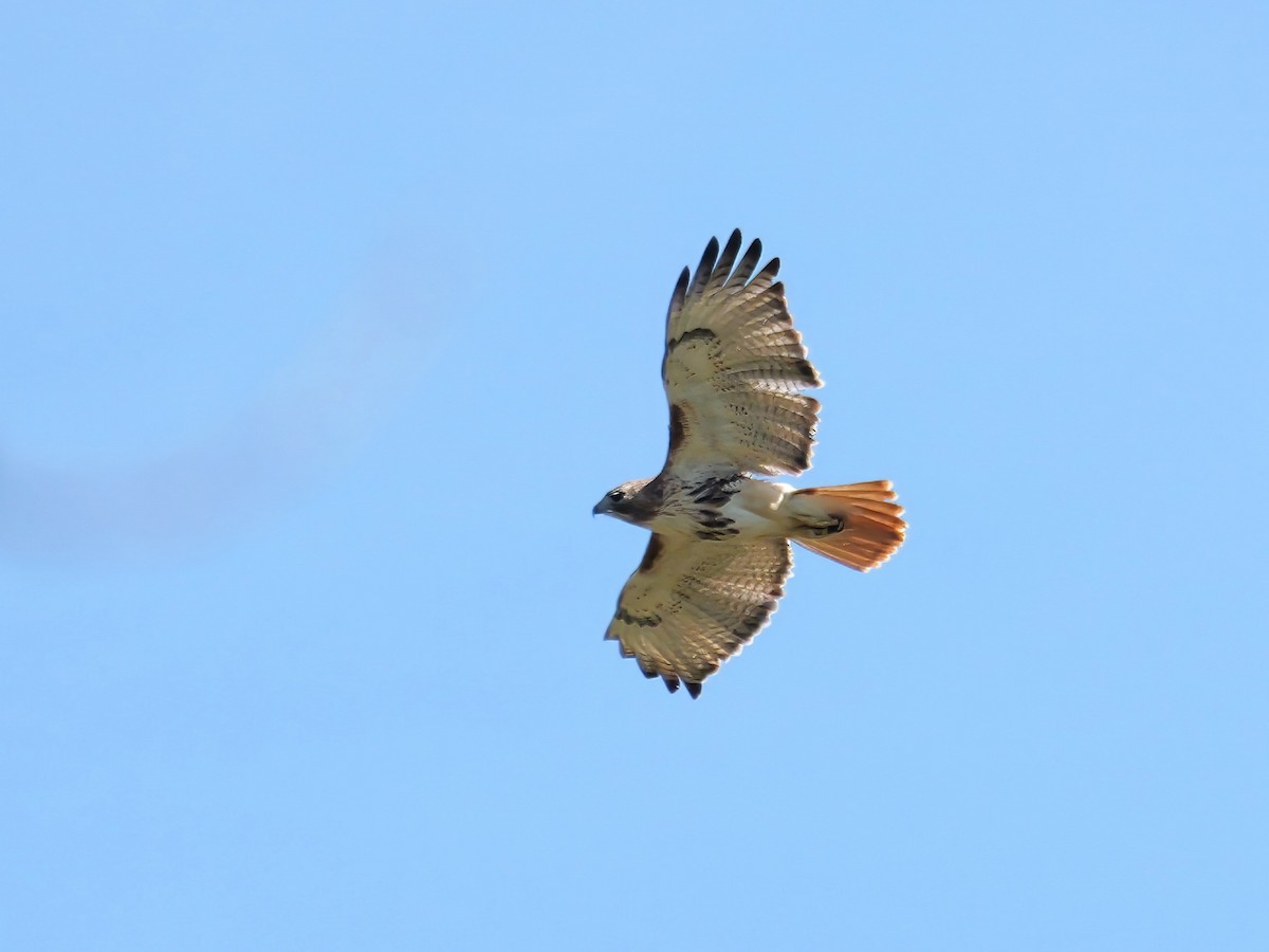 Red-tailed Hawk - ML617867176