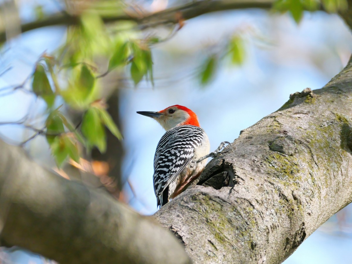 Red-bellied Woodpecker - ML617867177