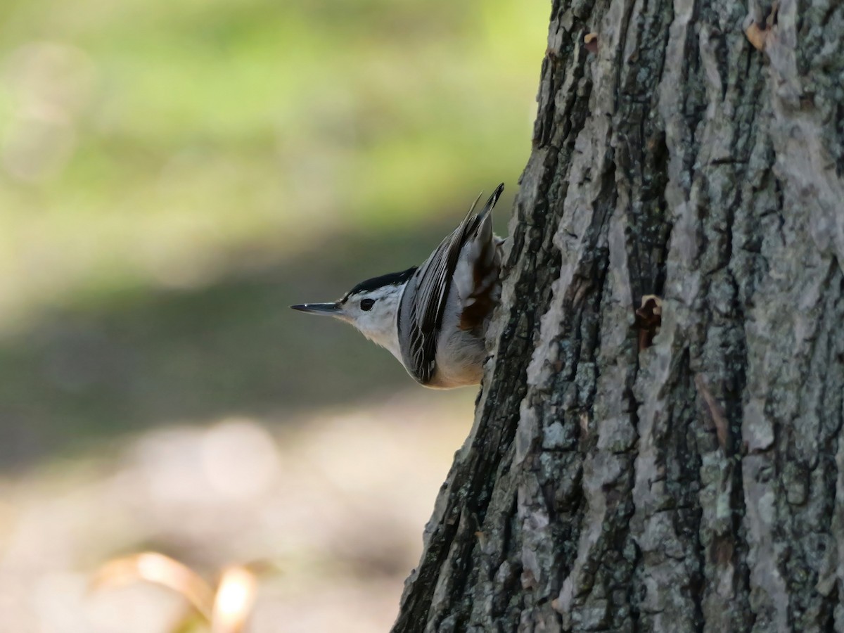 White-breasted Nuthatch - ML617867183