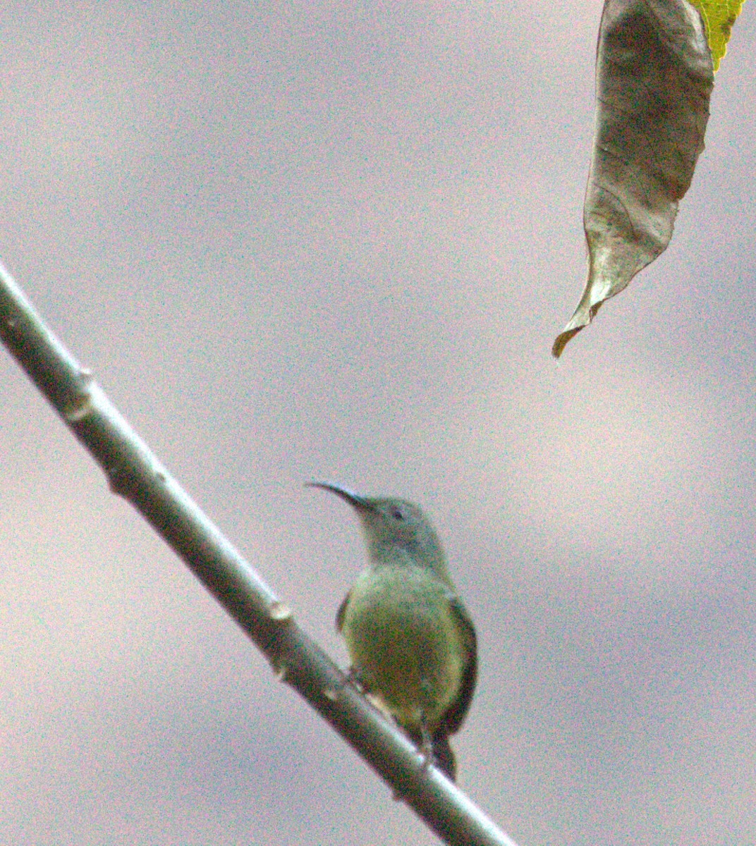 Green-tailed Sunbird - ML617867193