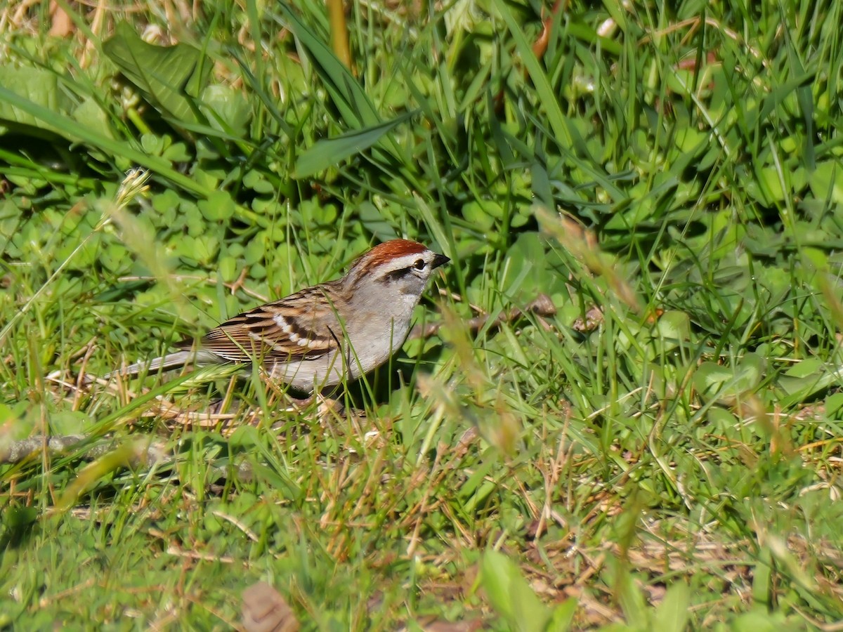 Chipping Sparrow - ML617867197