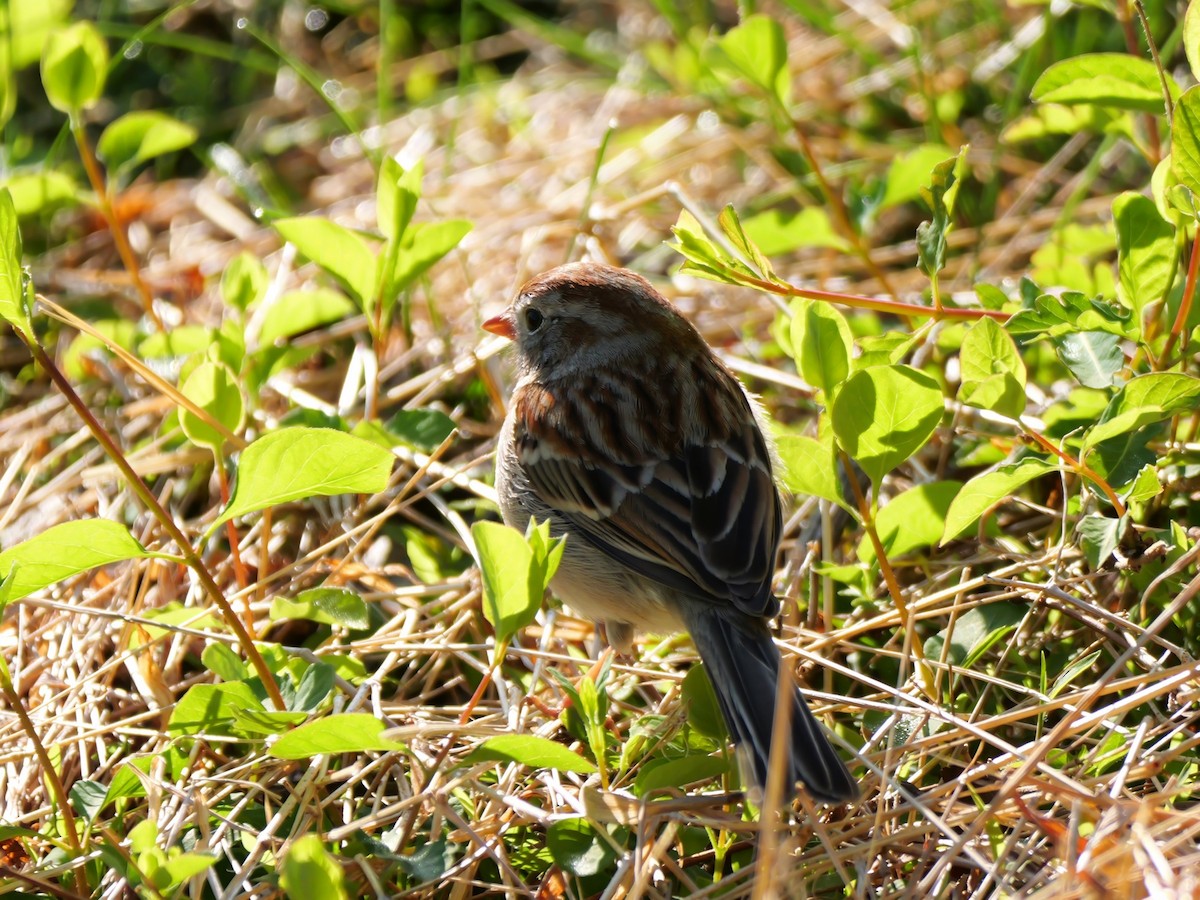 Field Sparrow - ML617867201