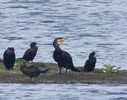 Great Cormorant - Anand Birdlife